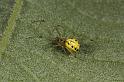 Enoplognatha_ovata_D8195_Z_90_Bij afgraving_Nederland